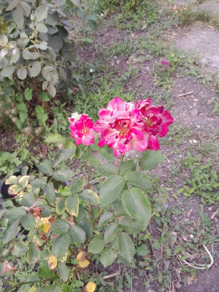 flowers